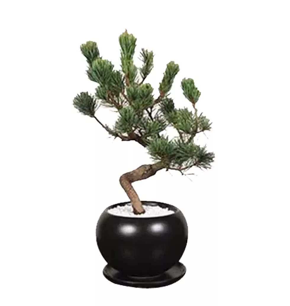 Elegant Resilience Bonsai