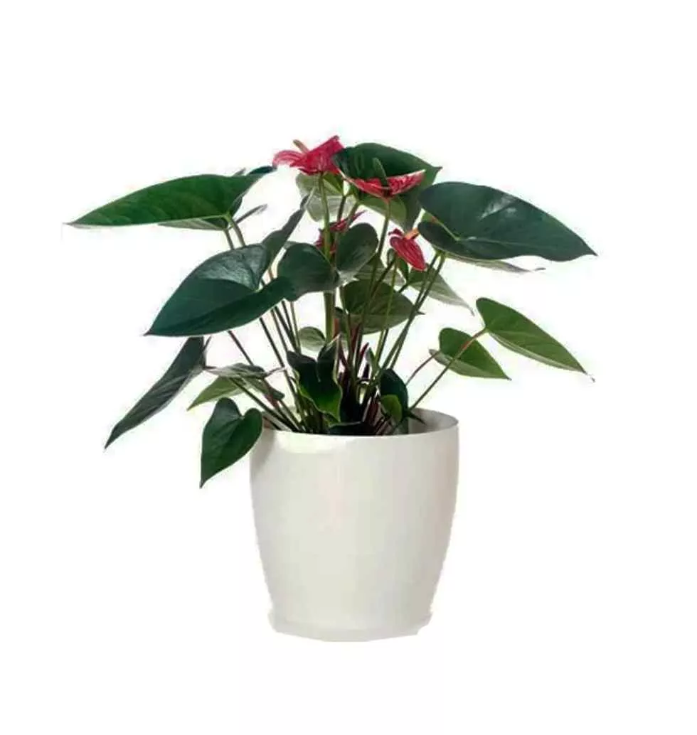 Tranquil Bloom Gift Plant